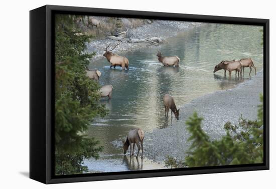 Rocky Mountain Elk Herd Crossing Mountain Stream-Ken Archer-Framed Premier Image Canvas