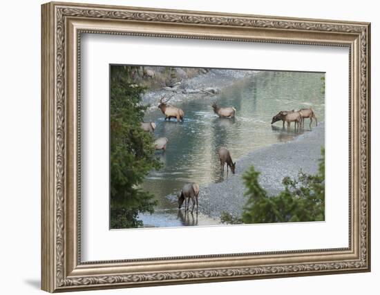 Rocky Mountain Elk Herd Crossing Mountain Stream-Ken Archer-Framed Photographic Print