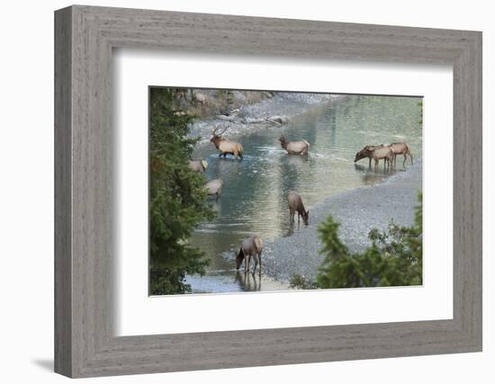 Rocky Mountain Elk Herd Crossing Mountain Stream-Ken Archer-Framed Photographic Print