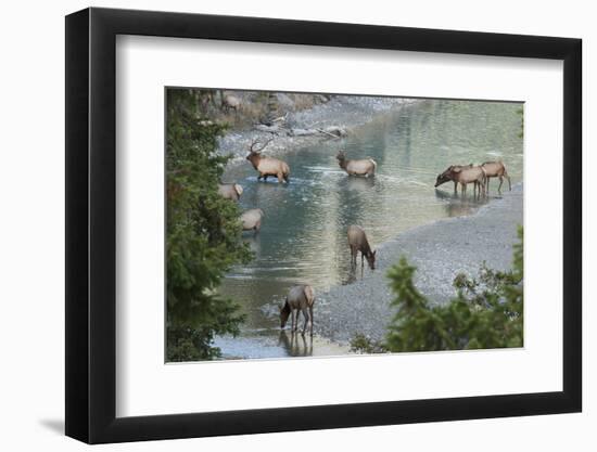 Rocky Mountain Elk Herd Crossing Mountain Stream-Ken Archer-Framed Photographic Print