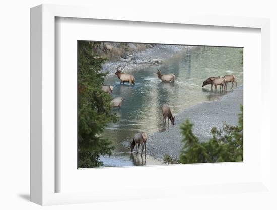 Rocky Mountain Elk Herd Crossing Mountain Stream-Ken Archer-Framed Photographic Print