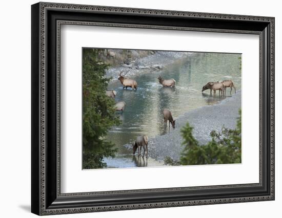 Rocky Mountain Elk Herd Crossing Mountain Stream-Ken Archer-Framed Photographic Print