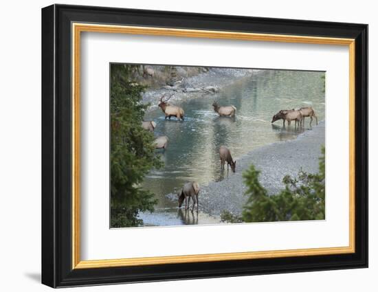 Rocky Mountain Elk Herd Crossing Mountain Stream-Ken Archer-Framed Photographic Print