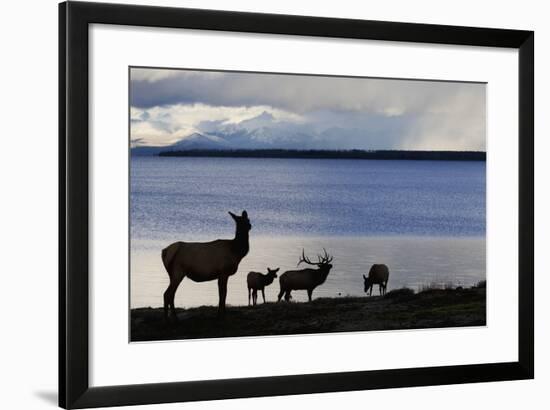 Rocky Mountain Elk Herd-Ken Archer-Framed Photographic Print