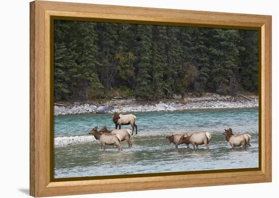 Rocky Mountain Elk Herd-Ken Archer-Framed Premier Image Canvas