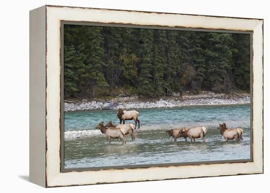 Rocky Mountain Elk Herd-Ken Archer-Framed Premier Image Canvas