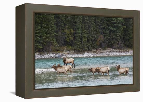 Rocky Mountain Elk Herd-Ken Archer-Framed Premier Image Canvas