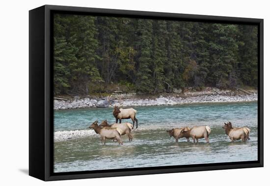 Rocky Mountain Elk Herd-Ken Archer-Framed Premier Image Canvas