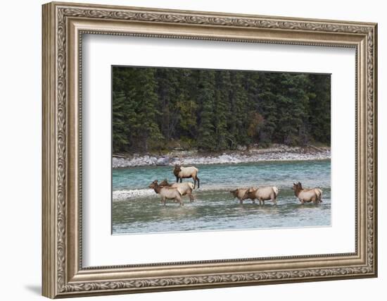 Rocky Mountain Elk Herd-Ken Archer-Framed Photographic Print