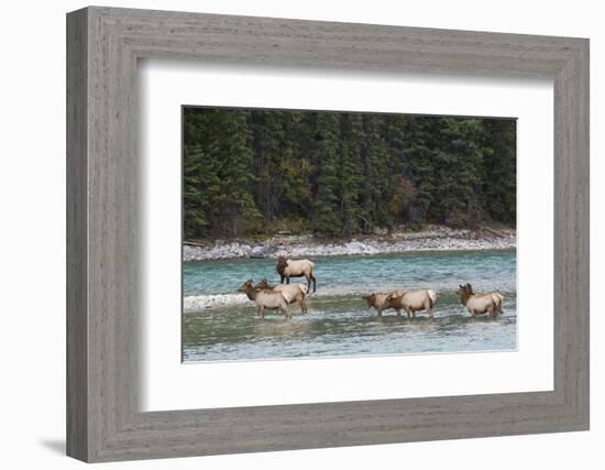 Rocky Mountain Elk Herd-Ken Archer-Framed Photographic Print