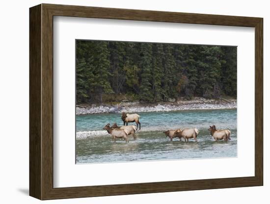 Rocky Mountain Elk Herd-Ken Archer-Framed Photographic Print