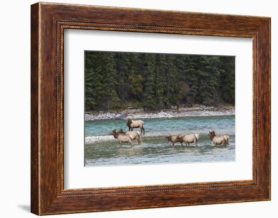 Rocky Mountain Elk Herd-Ken Archer-Framed Photographic Print