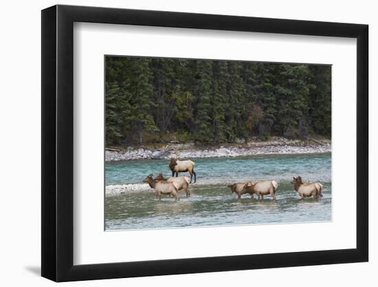 Rocky Mountain Elk Herd-Ken Archer-Framed Photographic Print