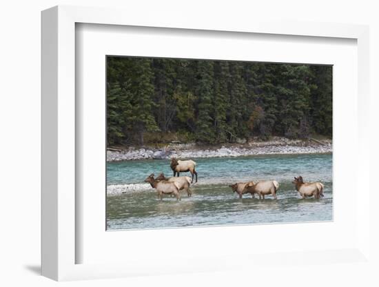 Rocky Mountain Elk Herd-Ken Archer-Framed Photographic Print