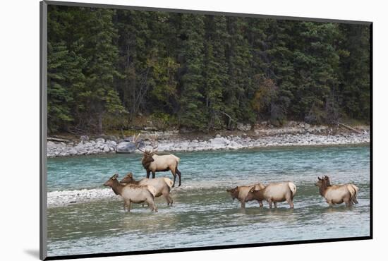 Rocky Mountain Elk Herd-Ken Archer-Mounted Photographic Print