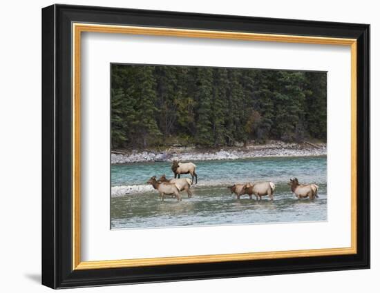 Rocky Mountain Elk Herd-Ken Archer-Framed Photographic Print