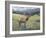 Rocky Mountain Elk I-Tim OToole-Framed Art Print