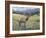 Rocky Mountain Elk I-Tim OToole-Framed Art Print