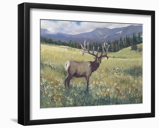 Rocky Mountain Elk I-Tim OToole-Framed Art Print