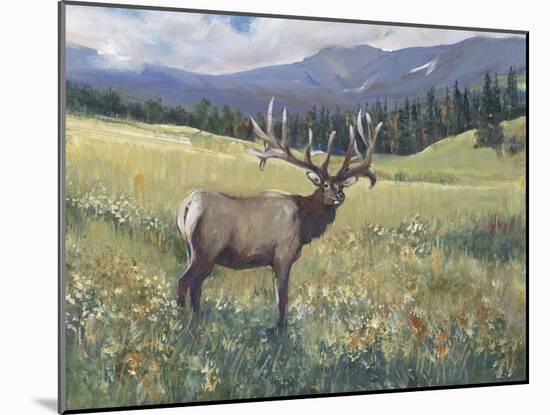 Rocky Mountain Elk I-Tim OToole-Mounted Art Print