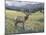 Rocky Mountain Elk I-Tim OToole-Mounted Art Print
