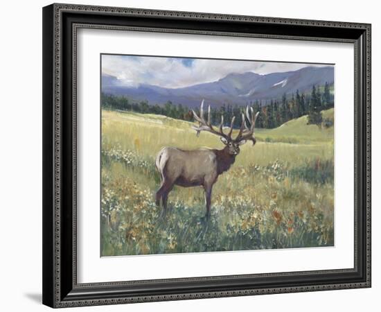 Rocky Mountain Elk I-Tim OToole-Framed Art Print