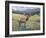 Rocky Mountain Elk I-Tim OToole-Framed Art Print