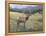 Rocky Mountain Elk I-Tim OToole-Framed Stretched Canvas