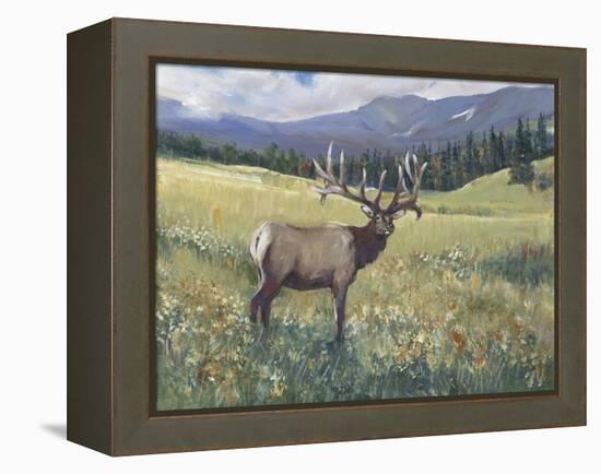 Rocky Mountain Elk I-Tim OToole-Framed Stretched Canvas