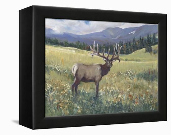 Rocky Mountain Elk I-Tim OToole-Framed Stretched Canvas