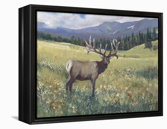 Rocky Mountain Elk I-Tim OToole-Framed Stretched Canvas