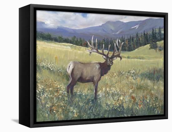 Rocky Mountain Elk I-Tim OToole-Framed Stretched Canvas