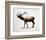 Rocky Mountain Elk-Davies Babies-Framed Art Print