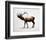 Rocky Mountain Elk-Davies Babies-Framed Art Print