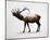 Rocky Mountain Elk-Davies Babies-Mounted Art Print