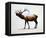 Rocky Mountain Elk-Davies Babies-Framed Stretched Canvas