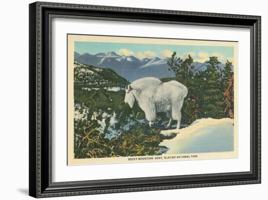 Rocky Mountain Goat, Glacier Park, Montana-null-Framed Premium Giclee Print