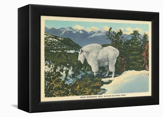 Rocky Mountain Goat, Glacier Park, Montana-null-Framed Stretched Canvas