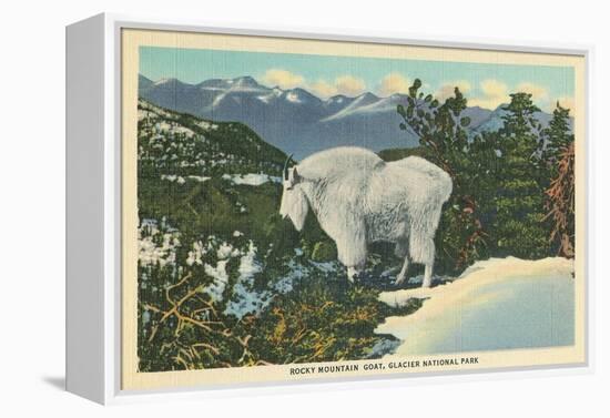 Rocky Mountain Goat, Glacier Park, Montana-null-Framed Stretched Canvas