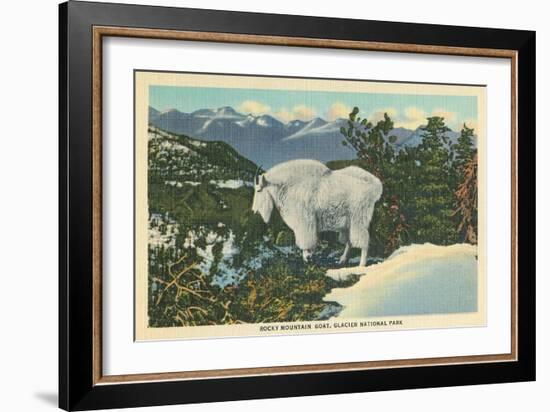 Rocky Mountain Goat, Glacier Park, Montana-null-Framed Art Print