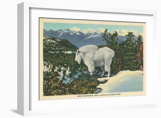 Rocky Mountain Goat, Glacier Park, Montana-null-Framed Art Print