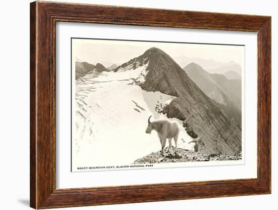 Rocky Mountain Goat, Glacier-null-Framed Art Print