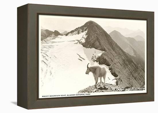 Rocky Mountain Goat, Glacier-null-Framed Stretched Canvas