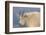 Rocky Mountain goat, Mount Evans Wilderness Area, Colorado-Maresa Pryor-Luzier-Framed Photographic Print