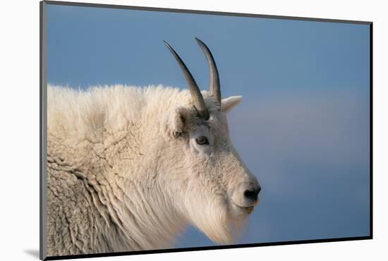 Rocky Mountain goat, Mount Evans Wilderness Area, Colorado-Maresa Pryor-Luzier-Mounted Photographic Print