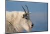 Rocky Mountain goat, Mount Evans Wilderness Area, Colorado-Maresa Pryor-Luzier-Mounted Photographic Print