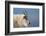 Rocky Mountain goat, Mount Evans Wilderness Area, Colorado-Maresa Pryor-Luzier-Framed Photographic Print