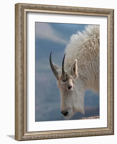 Rocky Mountain goat, Mount Evans Wilderness Area, Colorado-Maresa Pryor-Luzier-Framed Photographic Print