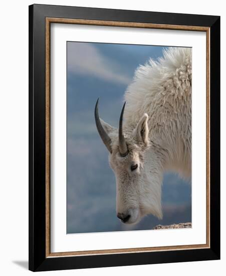 Rocky Mountain goat, Mount Evans Wilderness Area, Colorado-Maresa Pryor-Luzier-Framed Photographic Print