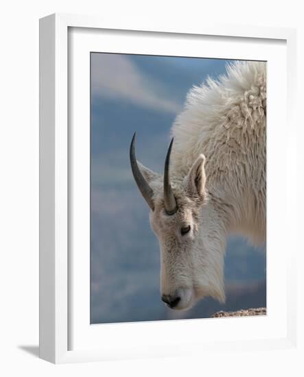 Rocky Mountain goat, Mount Evans Wilderness Area, Colorado-Maresa Pryor-Luzier-Framed Photographic Print